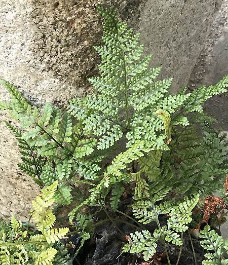 シノブ 忍 我が家の植物図鑑