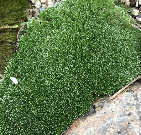 ギンゴケ　銀苔　生育状況確認用ページ 202105230143-800x600.jpg