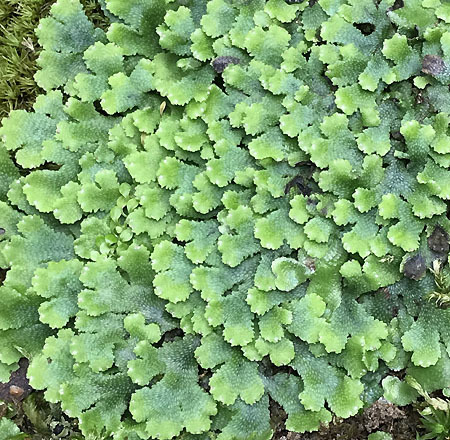 ヒメジャゴケ 姫蛇苔 我が家の植物図鑑