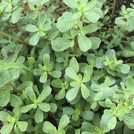 スベリヒユ 滑莧 我が家の植物図鑑