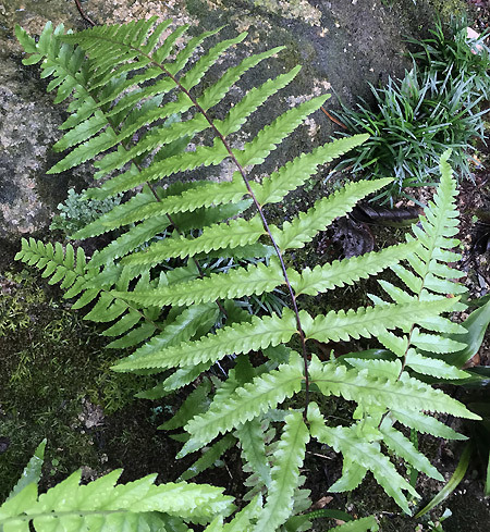 フモトシダ 麓羊歯 我が家の植物図鑑