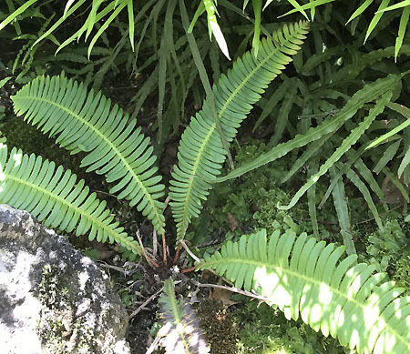 シダ植物 我が家の植物図鑑