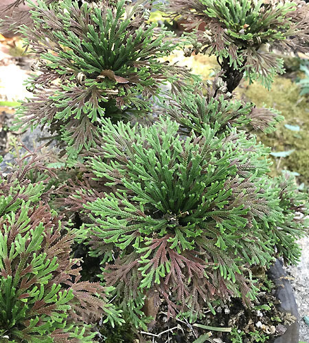 イワヒバ 岩檜葉 我が家の植物図鑑