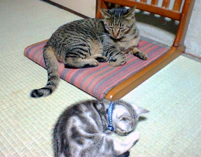 仲良し猫